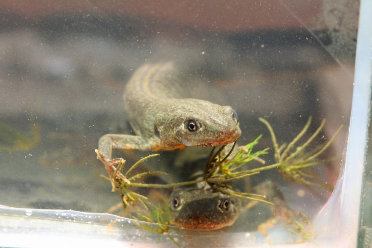 opinione Triturus carnifex